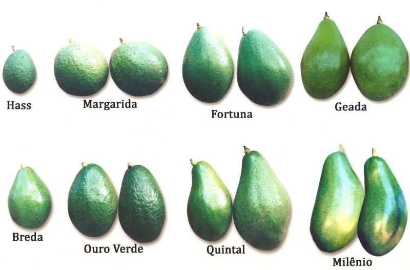 Tipos de abacate